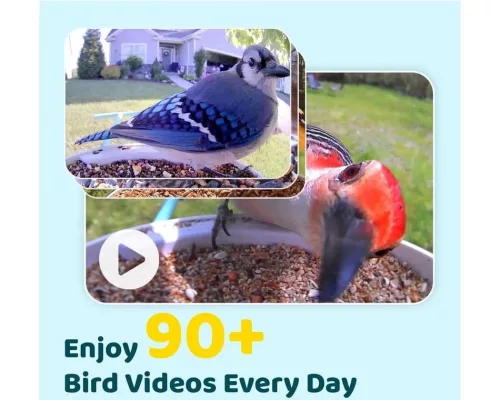Birdfy Madáretető kamerával, (ingyenes AI egy életre) (EPPAMBNI8101100)