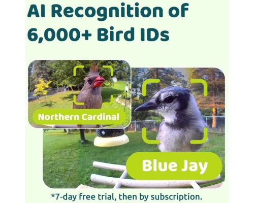 Birdfy Madáretető kamerával, ébenfa, AI nélkül (EPPAMBNI8702110)