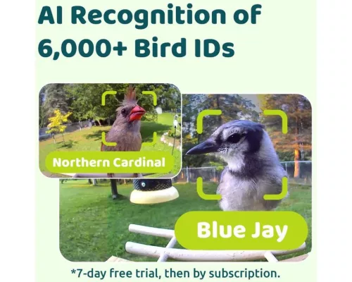 Birdfy Madáretető kamerával, ébenfa, AI nélkül (EPPAMBNI8702110)