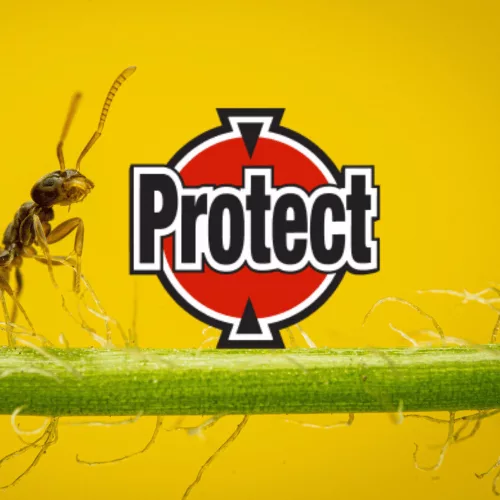 Protect Combi Plus hangyairtó csalétek 3db/csomag