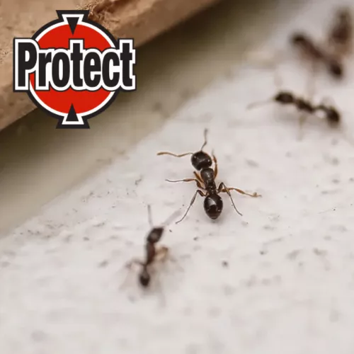 Protect hangyairtó gél 5g