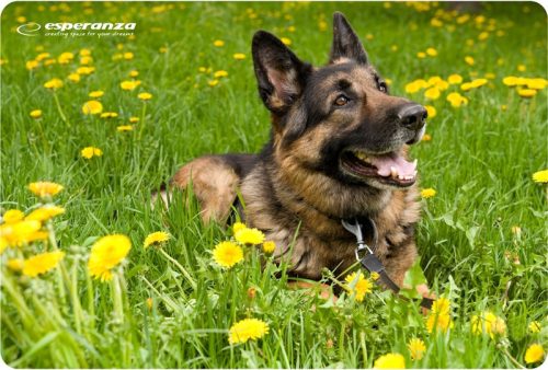 Esperanza egérpad, vegyes mintával